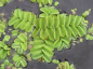 Preview: Salvinia natans
